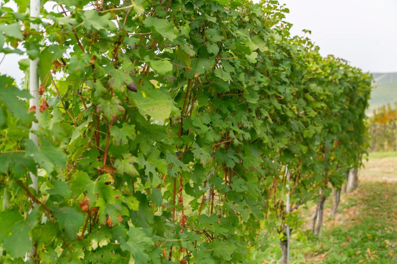 Ca Trifolera Barbaresco - Romantico Cascinale Con Antica Cantina Nel Cuore Delle Langhe - Degustazione Vini Nella Nostra Cantina Luaran gambar