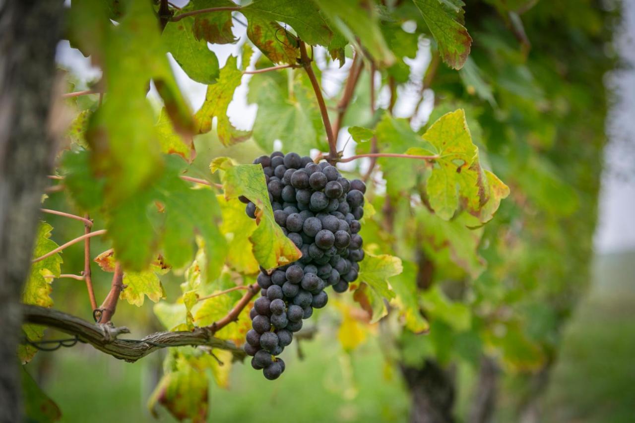 Ca Trifolera Barbaresco - Romantico Cascinale Con Antica Cantina Nel Cuore Delle Langhe - Degustazione Vini Nella Nostra Cantina Luaran gambar