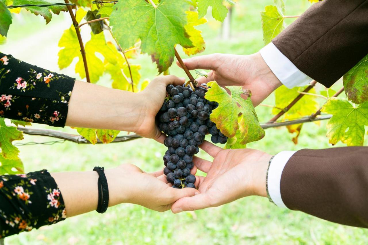 Ca Trifolera Barbaresco - Romantico Cascinale Con Antica Cantina Nel Cuore Delle Langhe - Degustazione Vini Nella Nostra Cantina Luaran gambar