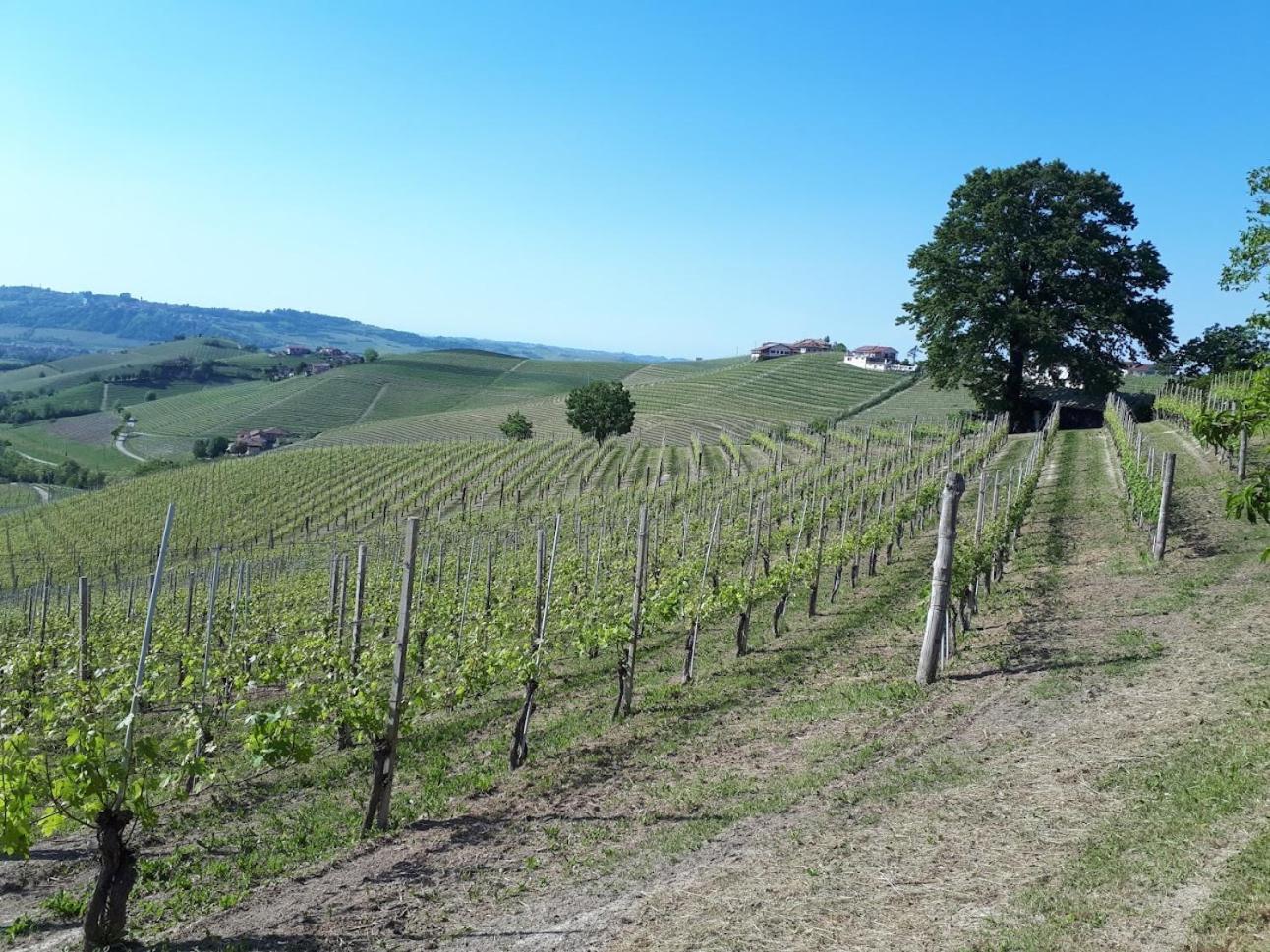 Ca Trifolera Barbaresco - Romantico Cascinale Con Antica Cantina Nel Cuore Delle Langhe - Degustazione Vini Nella Nostra Cantina Luaran gambar