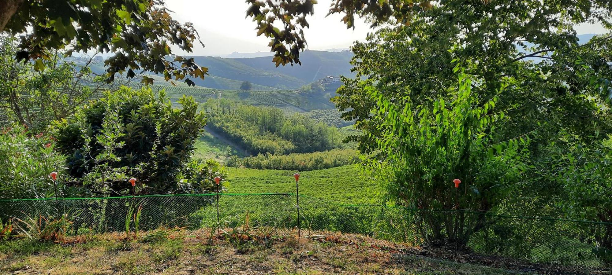 Ca Trifolera Barbaresco - Romantico Cascinale Con Antica Cantina Nel Cuore Delle Langhe - Degustazione Vini Nella Nostra Cantina Luaran gambar
